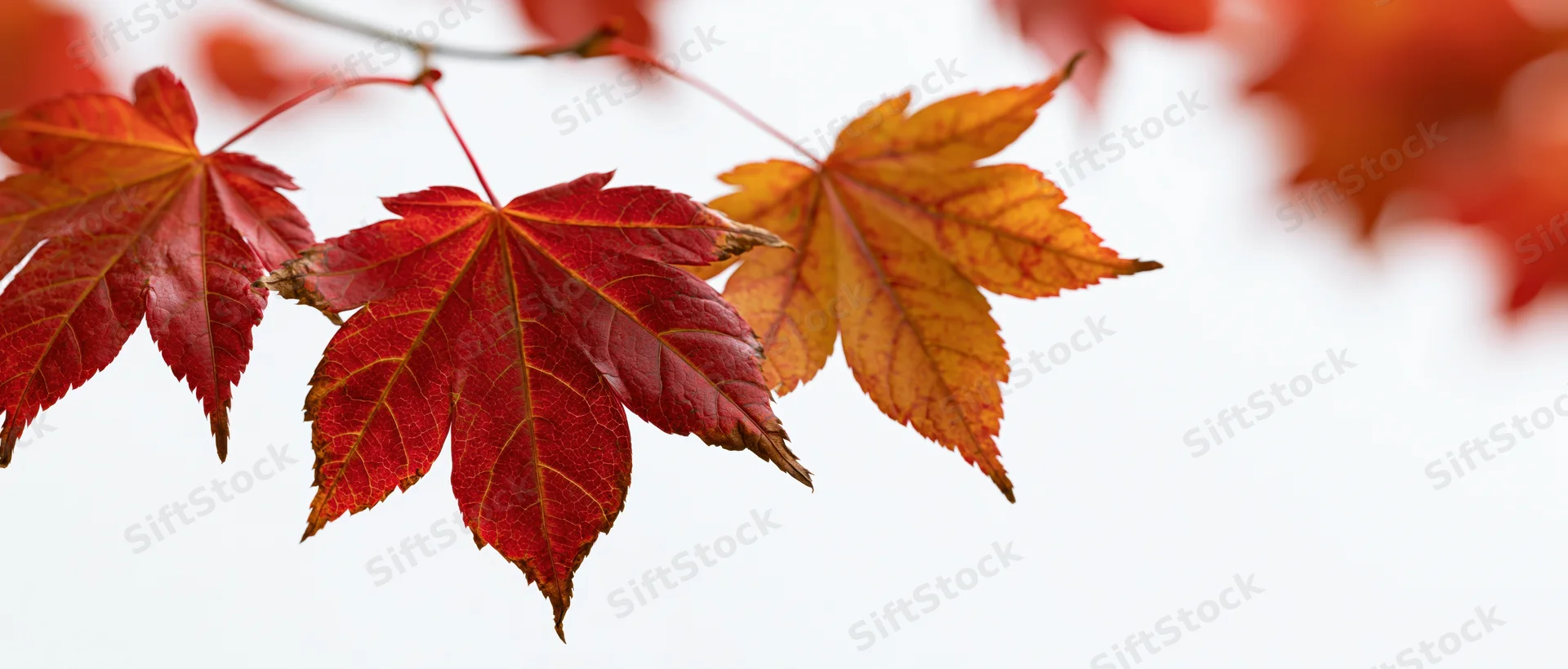 Autumn maple leaves on a thin branch against a bright white background