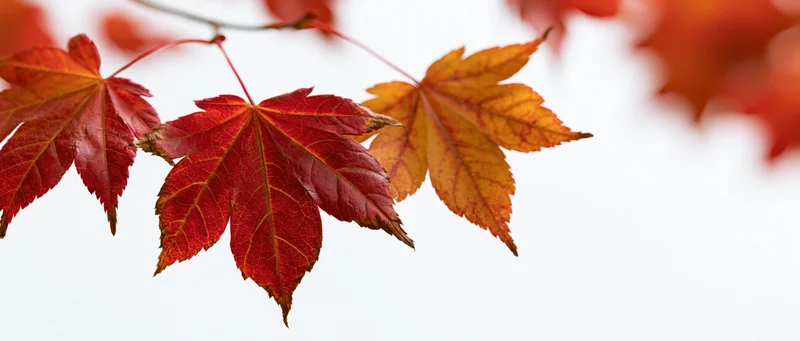 Autumn maple leaves on a thin branch against a bright white background