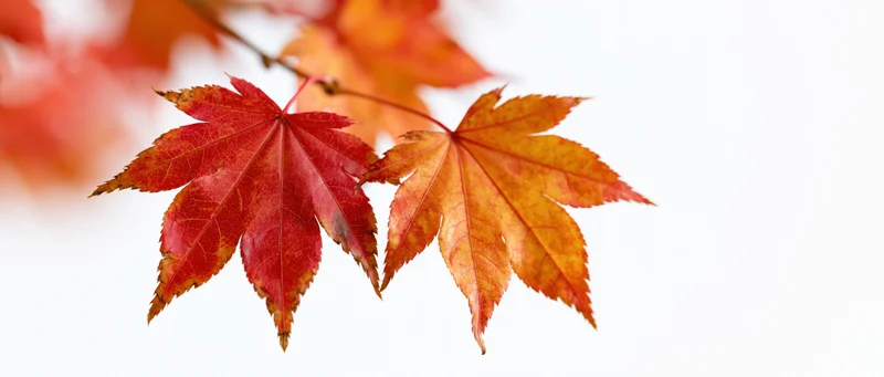 Autumn maple leaves on a thin branch against white background