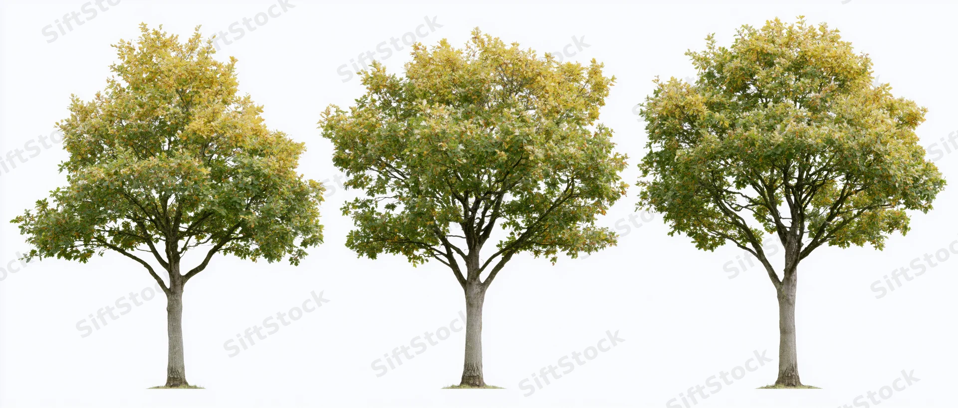 Three deciduous trees in early autumn standing isolated against white background