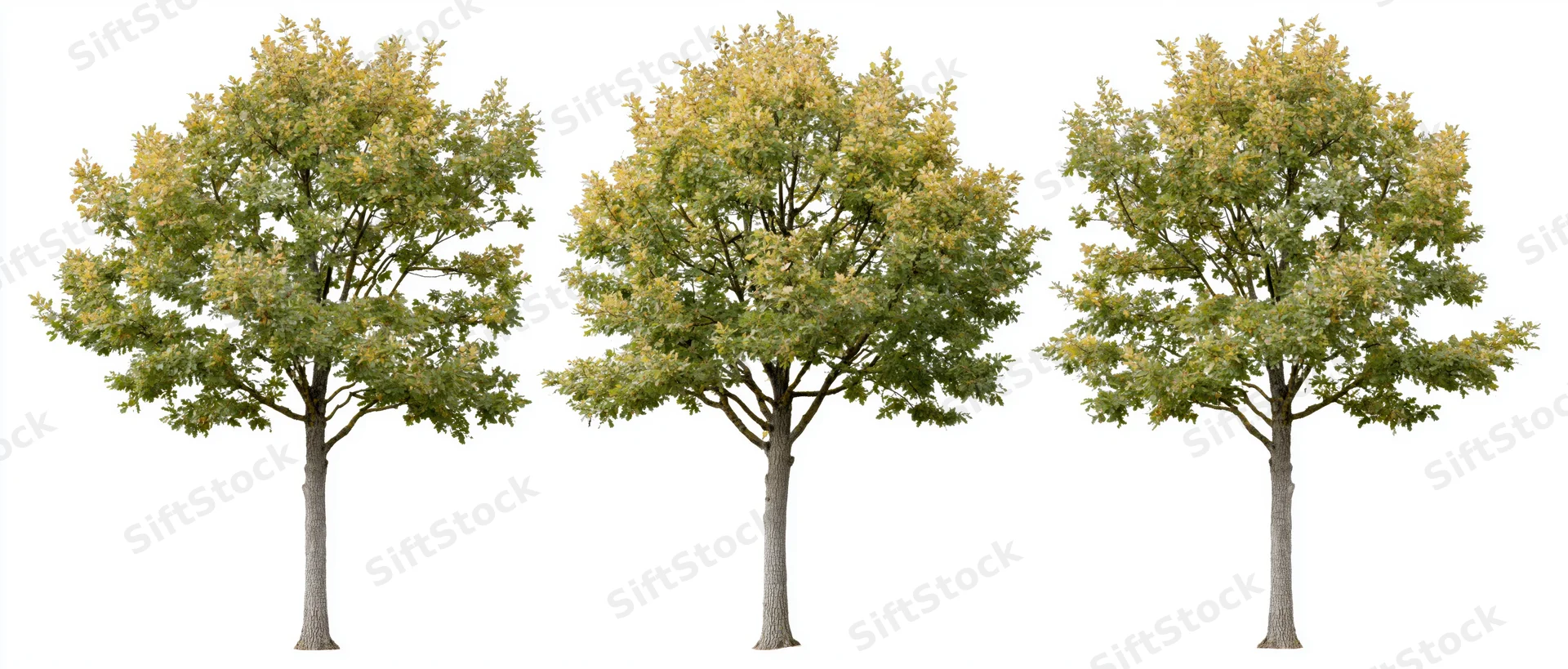 Three deciduous trees with green and yellow foliage standing isolated on white background