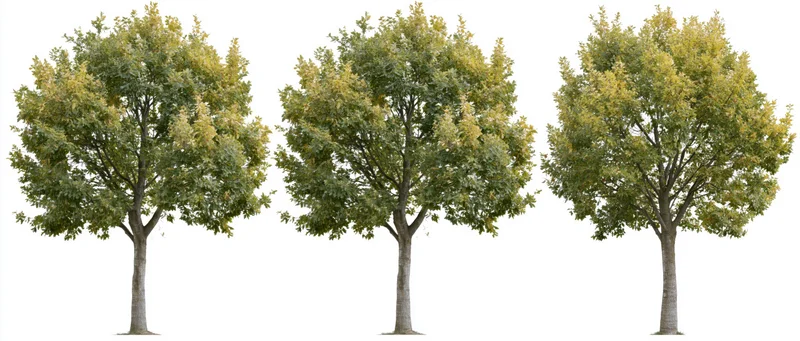 Three deciduous trees with green and yellow foliage standing isolated on white background