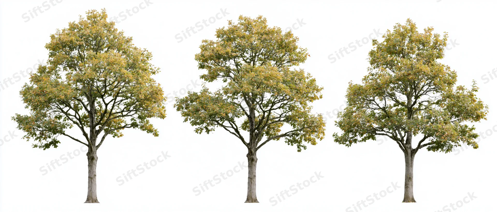 Three deciduous trees with autumn foliage standing isolated on white background