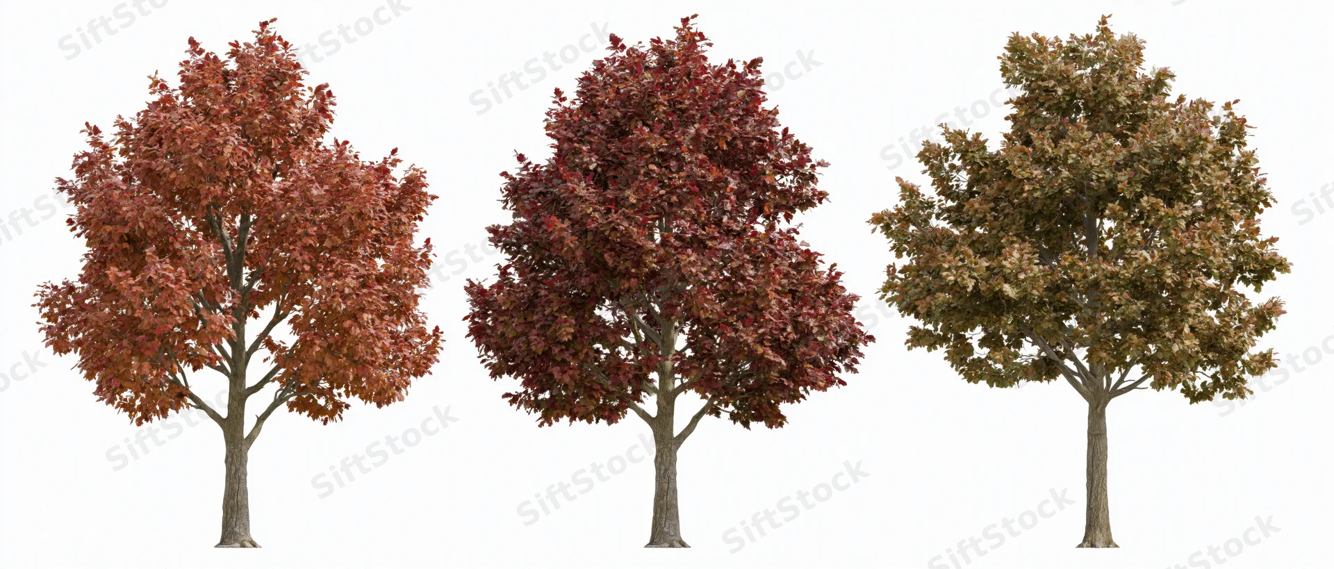 Three deciduous trees in full autumn foliage arranged side by side on white background