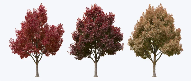 Three deciduous trees in full autumn foliage arranged side by side on white background