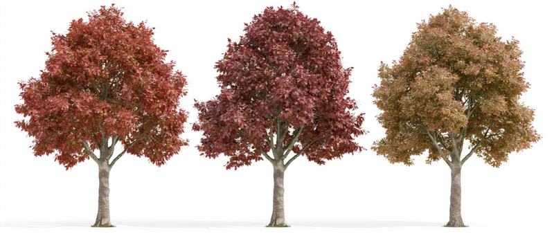 Three deciduous trees in full autumn foliage arranged side by side on white background