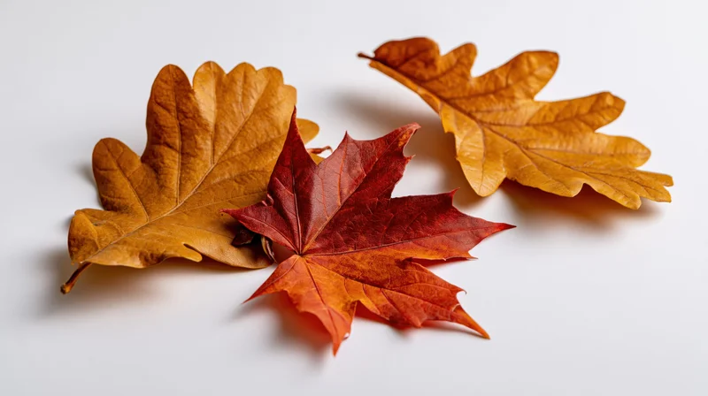 Three dry autumn leaves arranged on a plain white surface