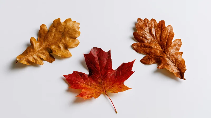 Three dry autumn leaves arranged on a plain white surface