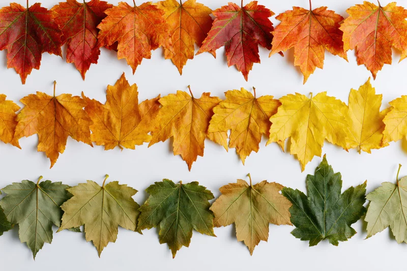 Three horizontal rows of autumn maple leaves arranged in a flat lay on white surface
