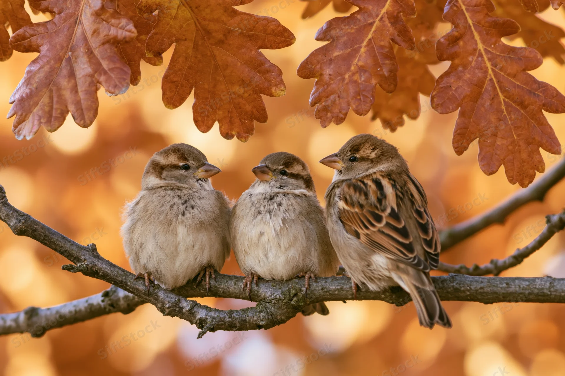 Three house sparrows perched together on a bare oak branch surrounded by autumn leaves
