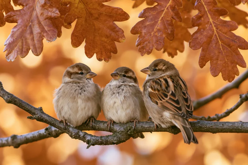 Three house sparrows perched together on a bare oak branch surrounded by autumn leaves