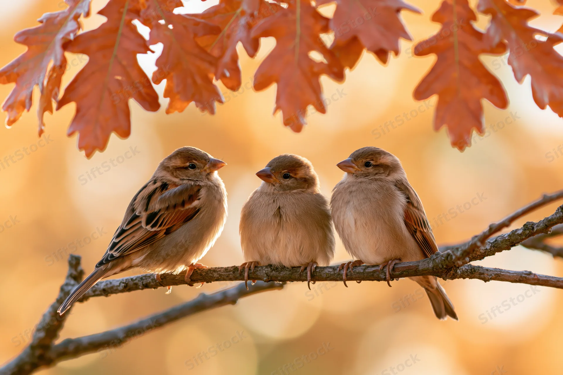 Three sparrows perched together on a bare oak branch beneath autumn leaves