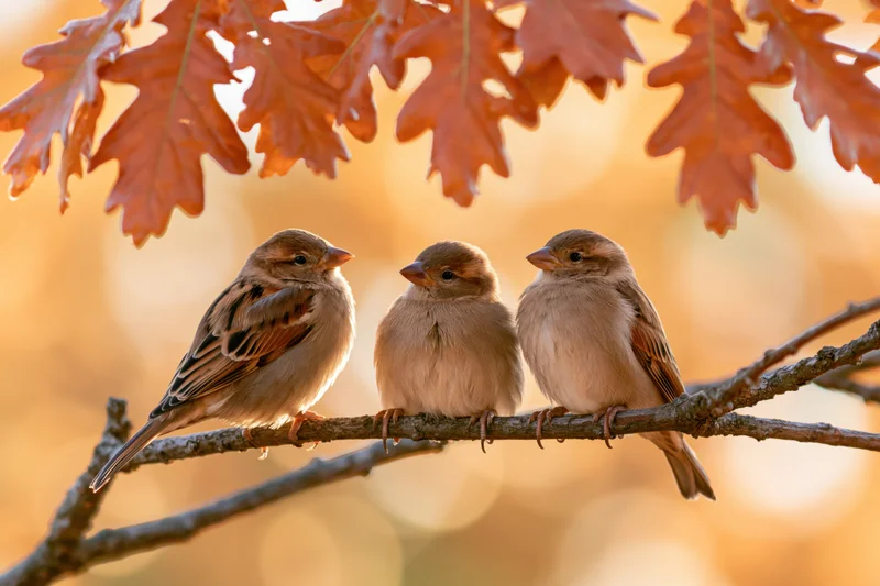 Three sparrows perched together on a bare oak branch beneath autumn leaves