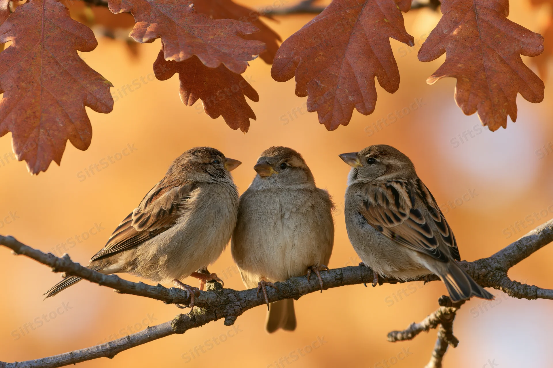 Three sparrows perched together on a bare oak branch beneath autumn leaves