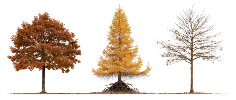 Three autumn trees side by side against a white background