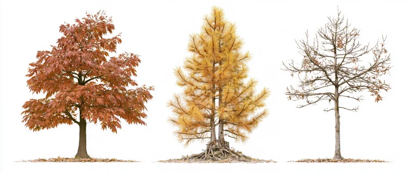 Three autumn trees in different stages of leaf loss side by side on white background