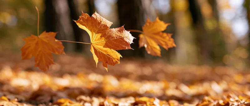 Three maple leaves floating midair above a forest floor covered in fallen foliage