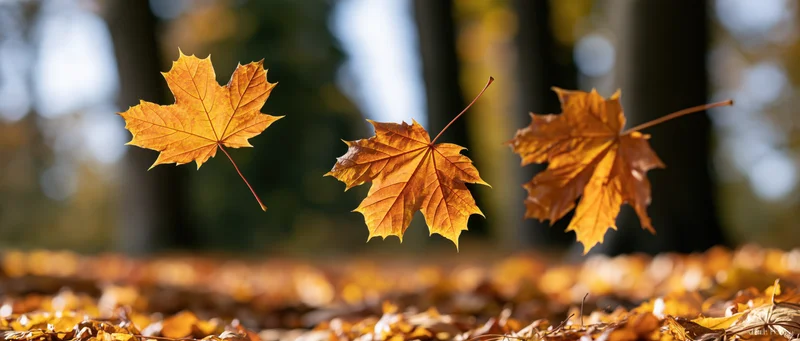 Three maple leaves floating midair above a forest floor covered in fallen foliage