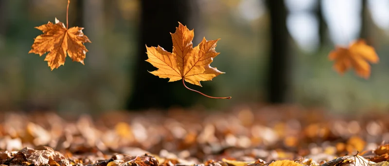 Maple leaves falling in midair above a forest floor covered in fallen foliage