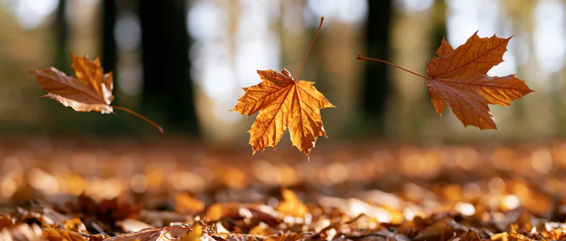 Three maple leaves mid-fall above a forest floor covered in fallen foliage