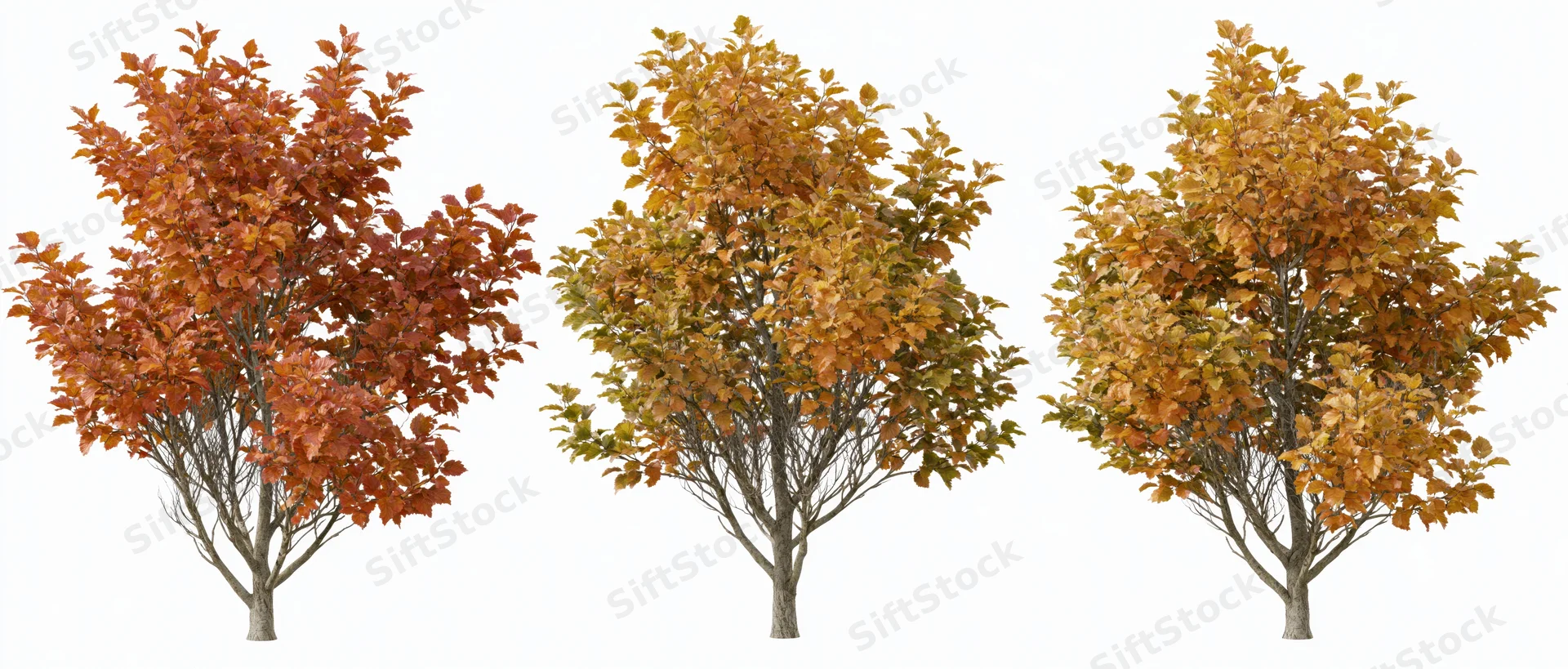 Three small deciduous trees with autumn foliage in full color against white background