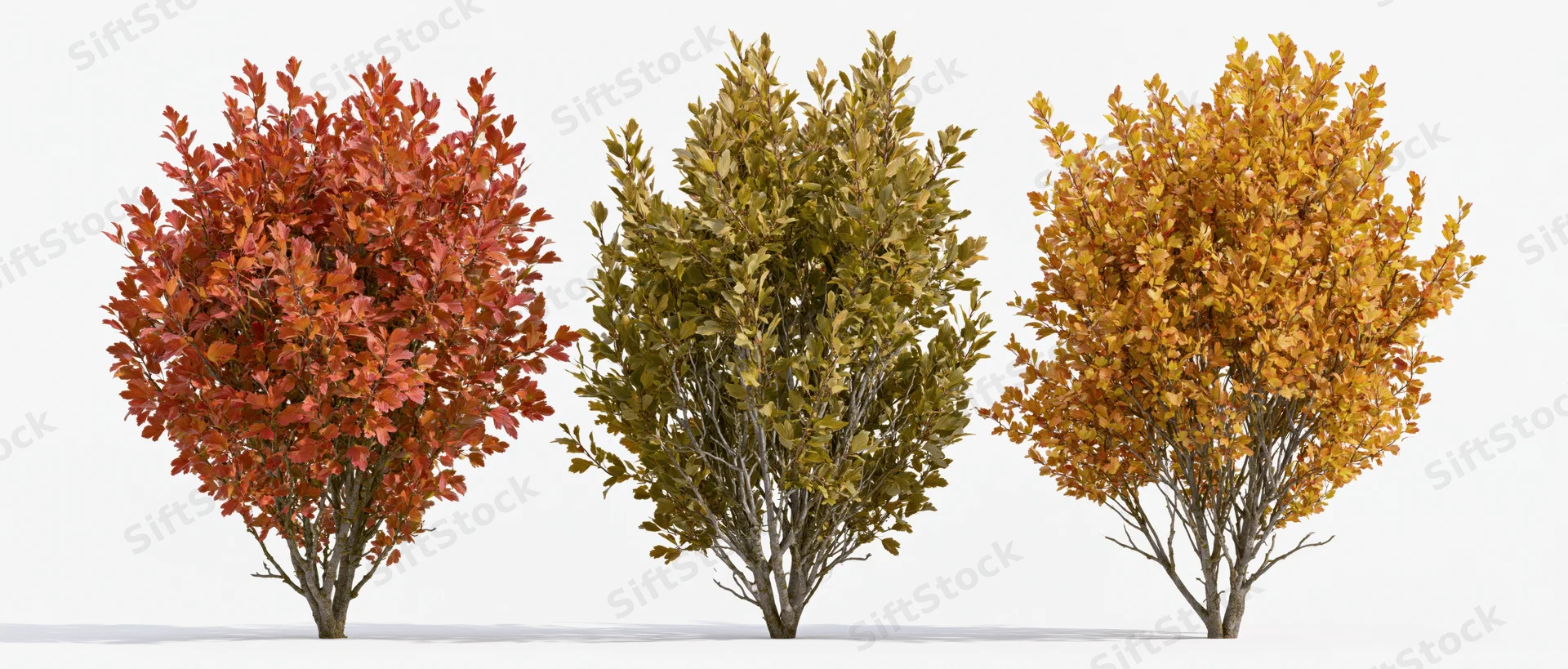 Three small deciduous shrubs with autumn foliage in full color, isolated on white background