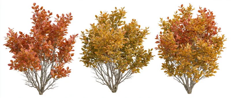 Three small deciduous shrubs with autumn foliage in full color against white background