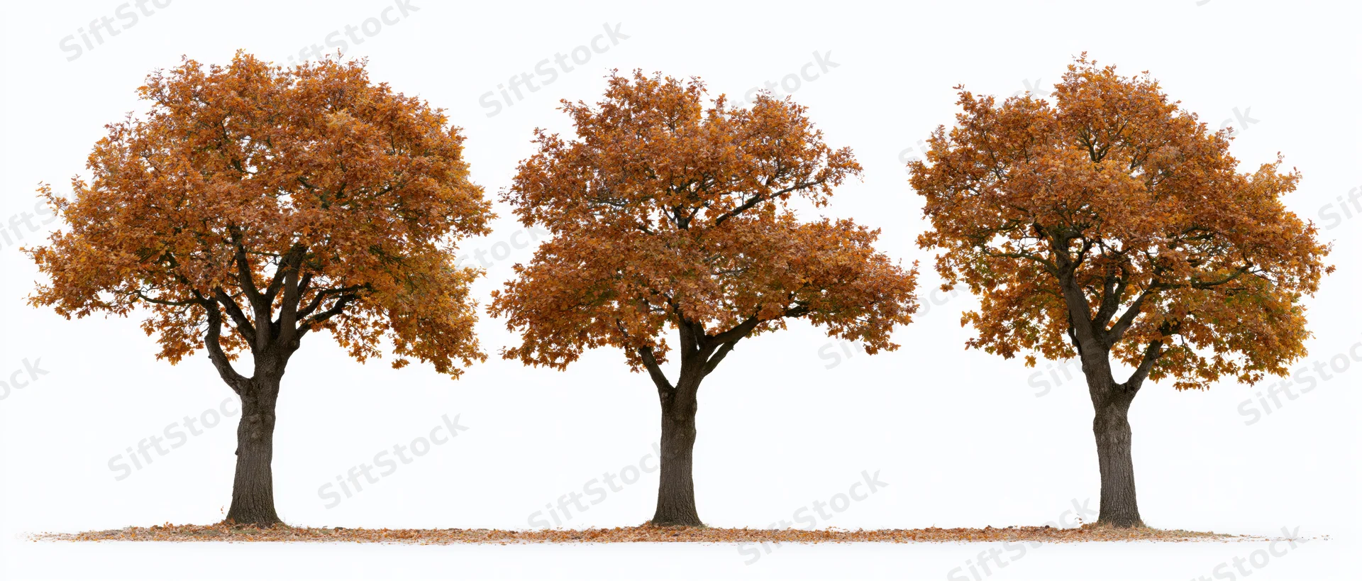 Three deciduous trees in full autumn foliage arranged in a row on white background