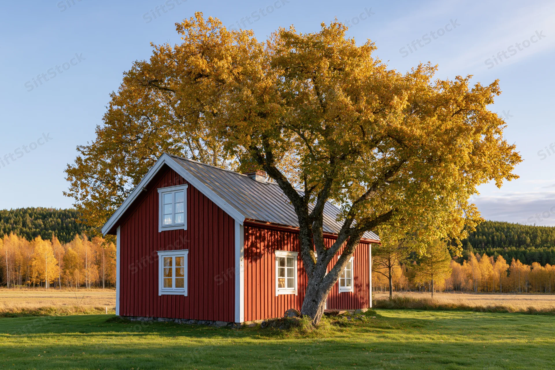 Red swedish farmhouse with golden autumn tree in rural countryside field