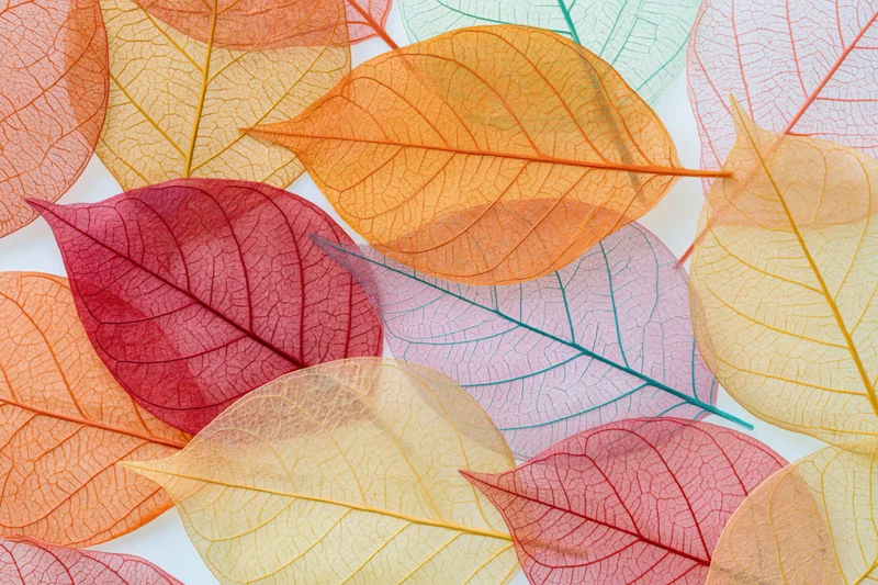 Translucent skeleton leaves arranged in overlapping flat lay on white background