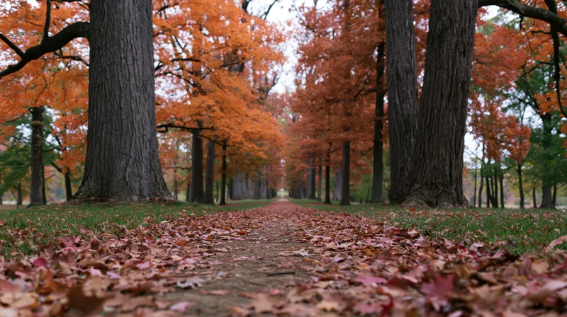 Dirt path covered in fallen autumn leaves between tall trees in a park
