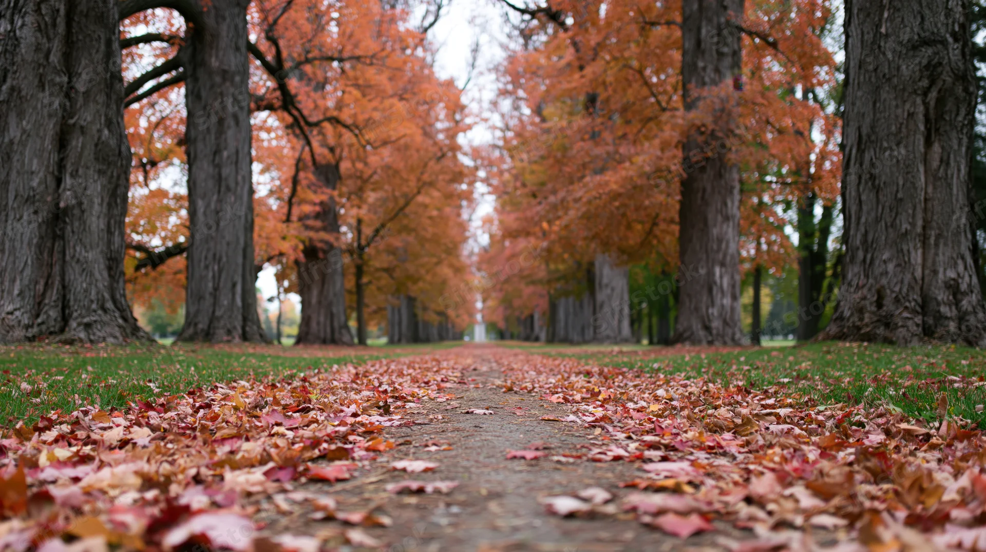 Dirt path covered in fallen autumn leaves lined with trees receding into distance in park setting