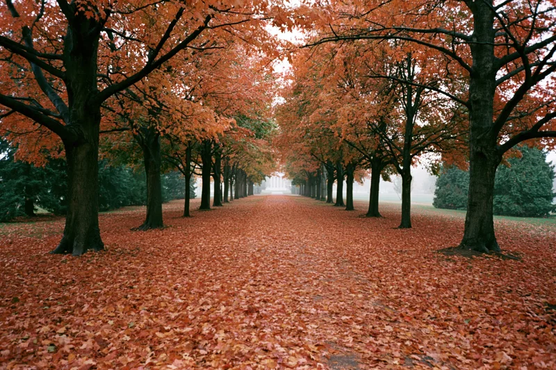 Tree-lined pathway covered in fallen autumn leaves in a park