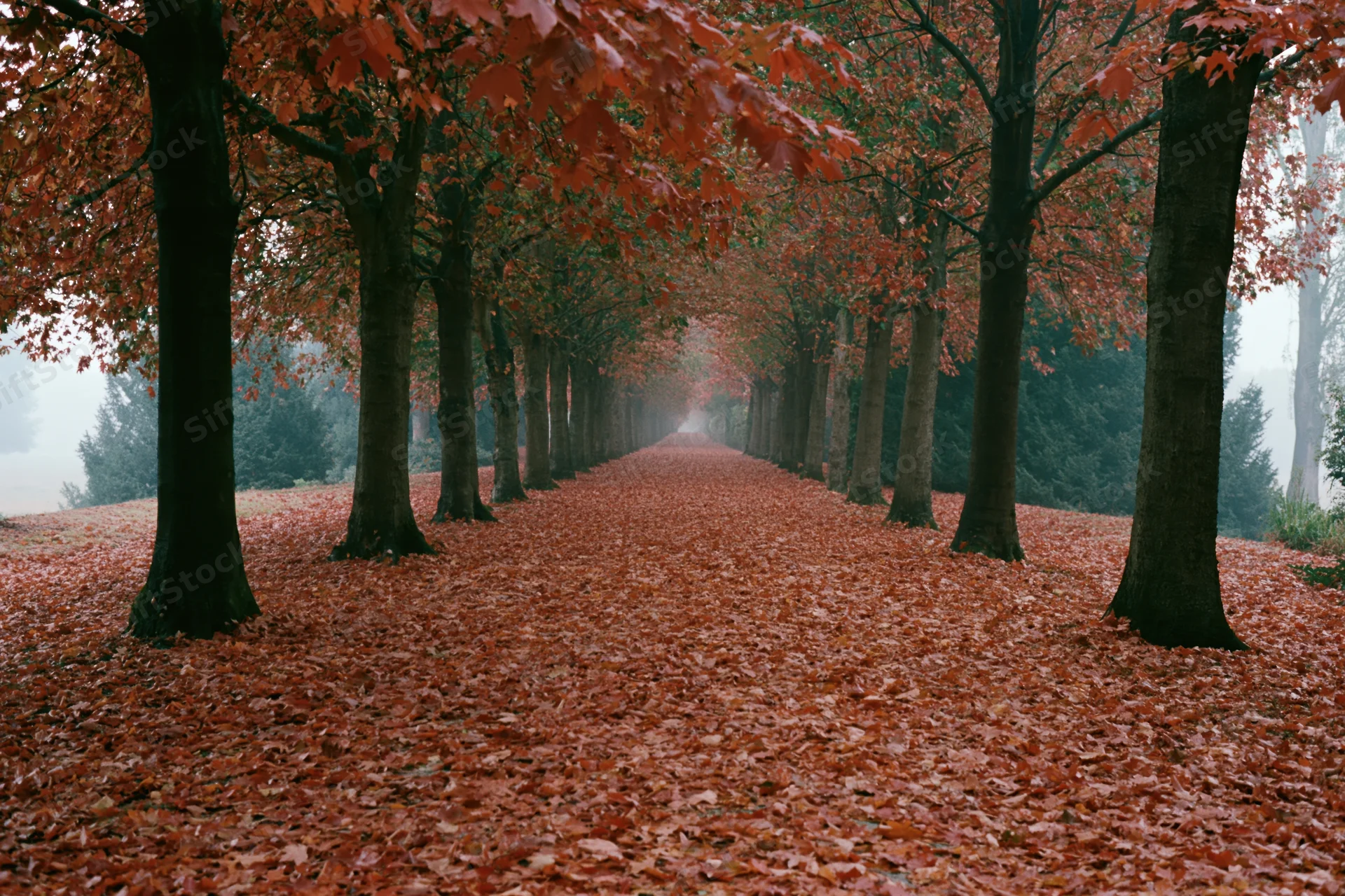 Tree-lined pathway covered in fallen red leaves in a misty park during autumn