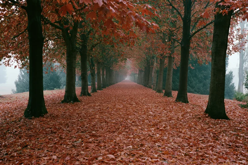 Tree-lined pathway covered in fallen red leaves in a misty park during autumn