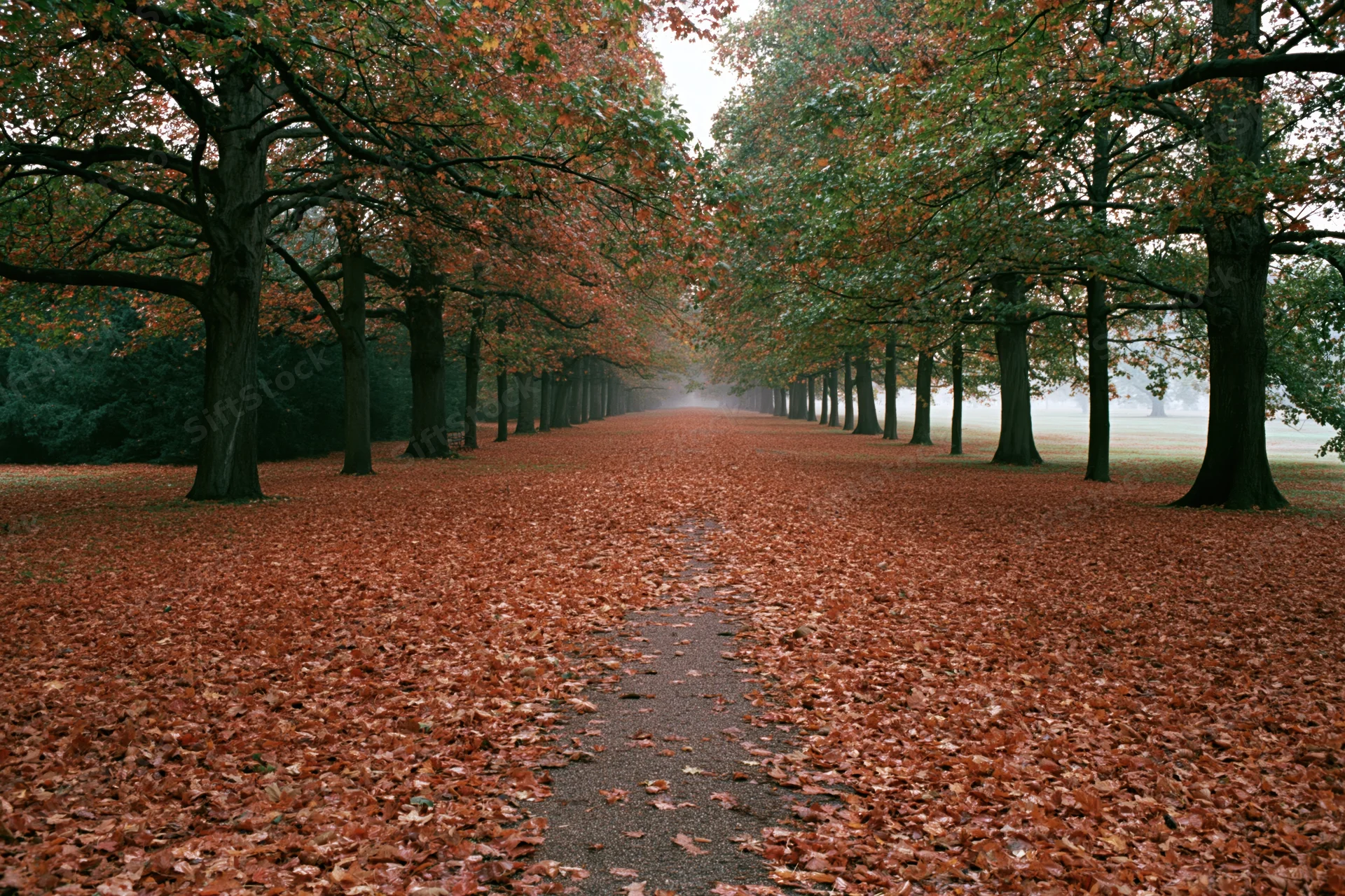 Tree-lined pathway covered in fallen autumn leaves in a park