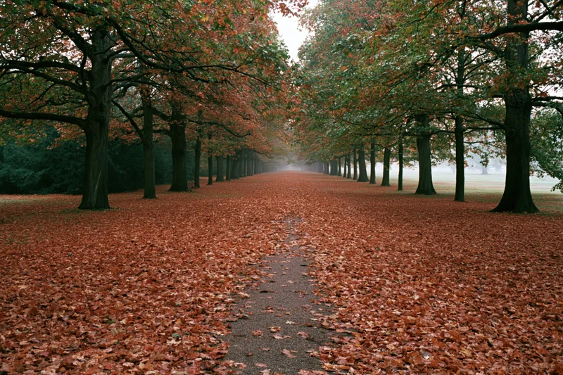 Tree-lined pathway covered in fallen autumn leaves in a park