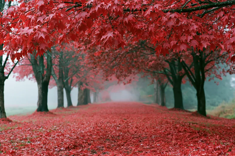 Red maple trees lining a path covered in fallen leaves in a misty park during autumn