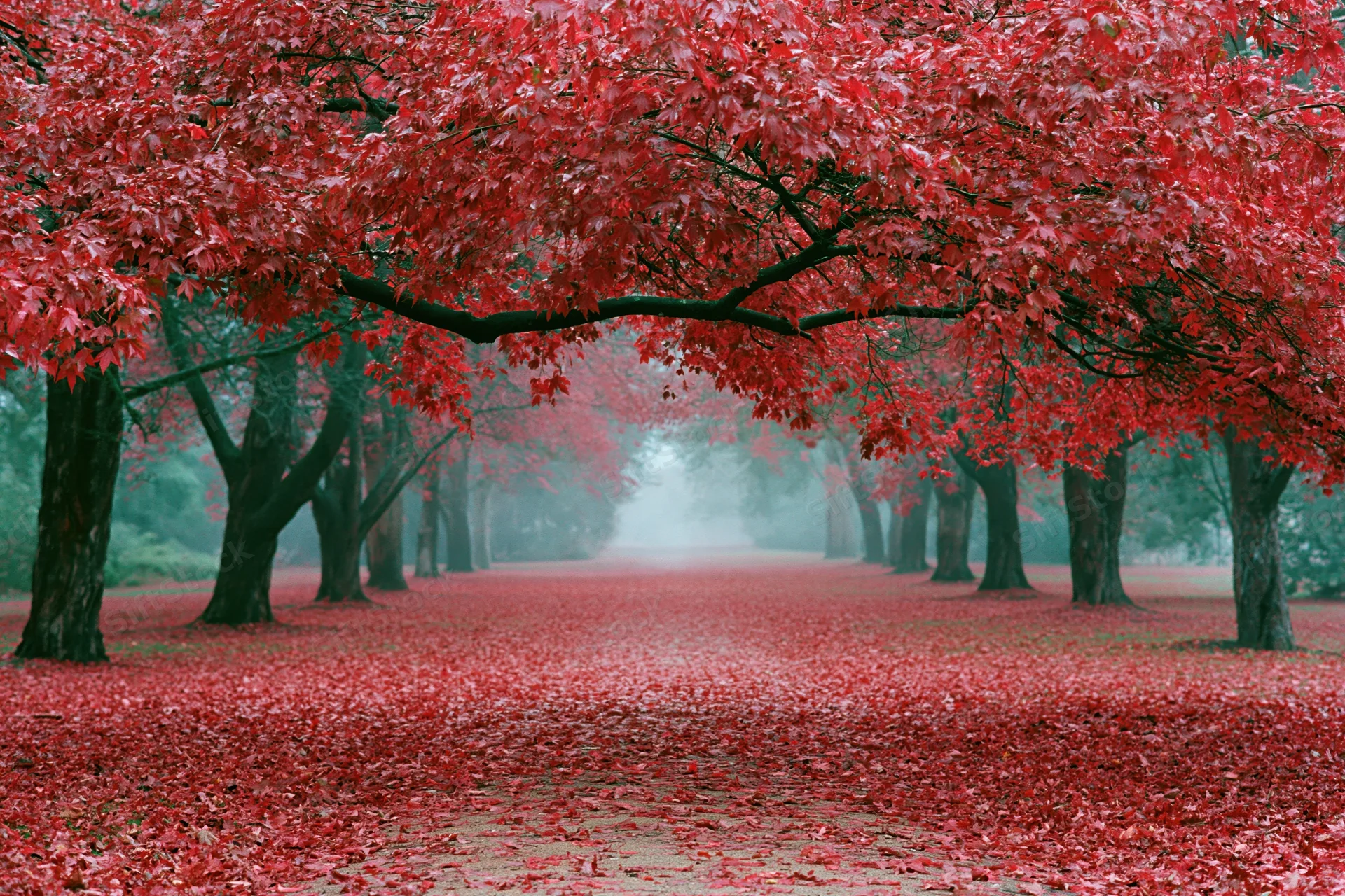 Tree-lined path covered in red autumn leaves in a misty park