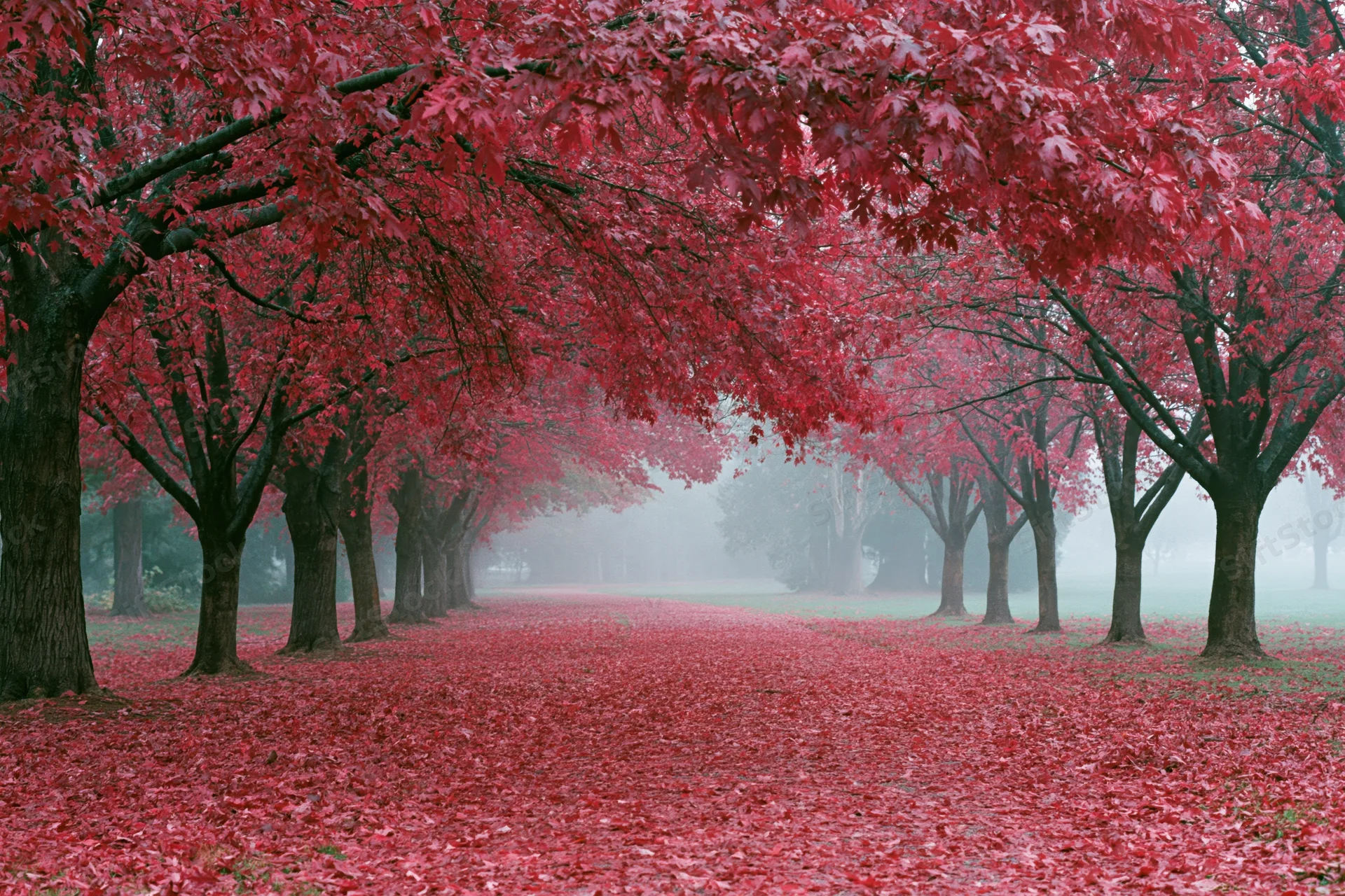 Tree-lined path covered in red autumn leaves in a misty park