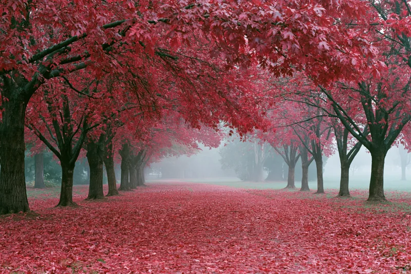 Tree-lined path covered in red autumn leaves in a misty park