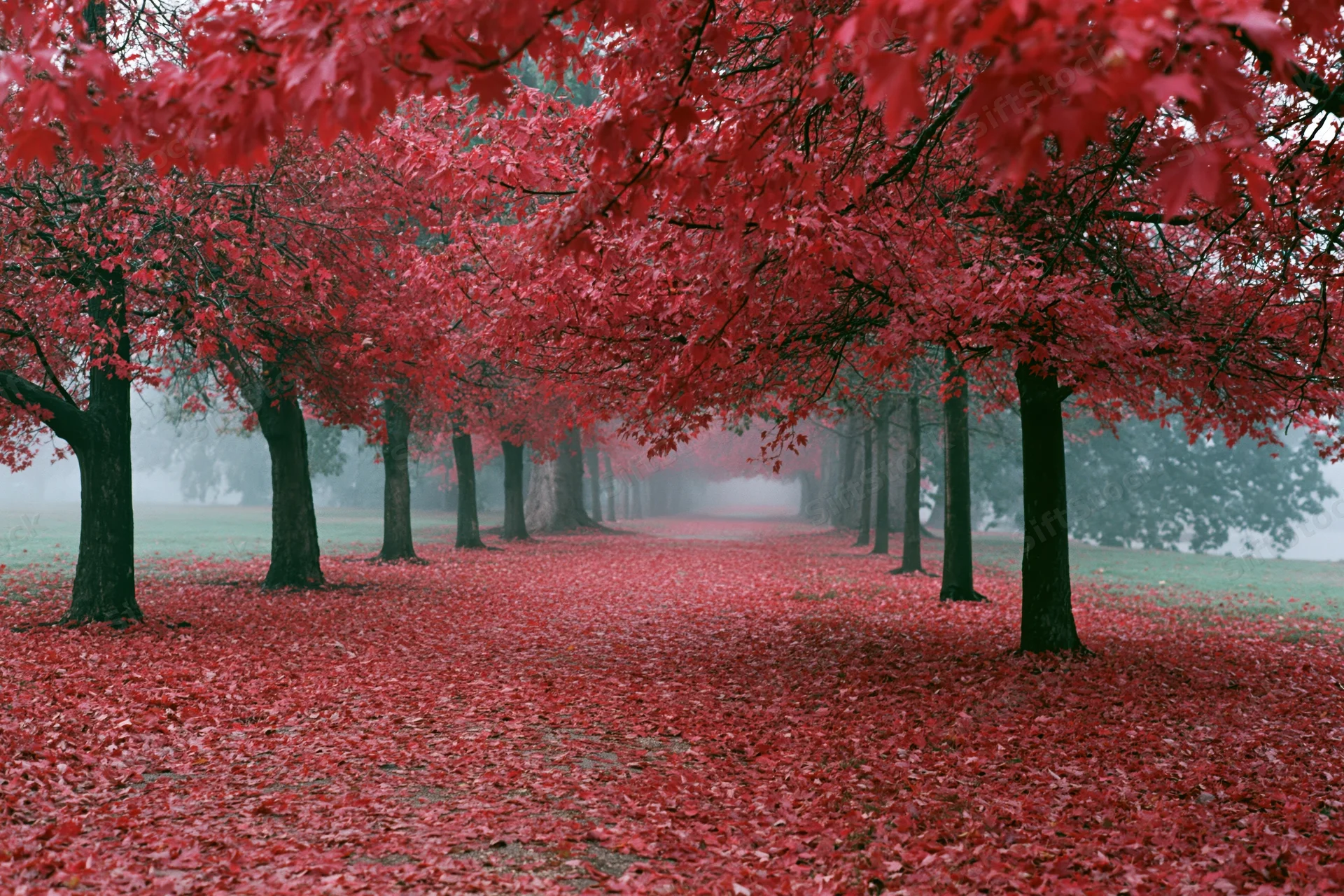 Tree-lined path in a park covered in red autumn leaves under a misty canopy