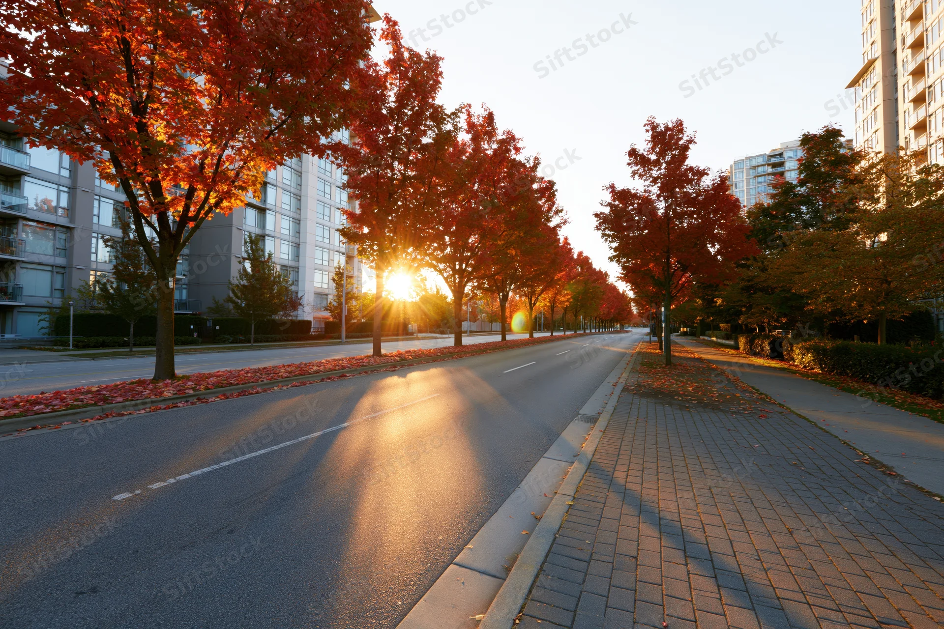 Autumn tree-lined urban avenue with red foliage and long shadows at sunset