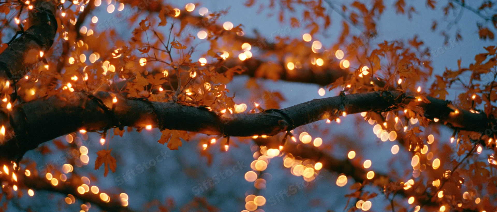 Tree branches draped with warm string lights glowing against twilight sky with autumn leaves