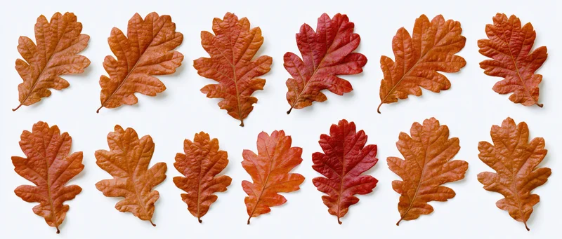 Twelve autumn oak leaves arranged in a flat lay grid on white background