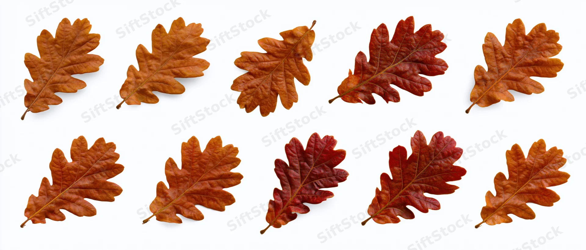 Twelve autumn oak leaves arranged in a grid on white background