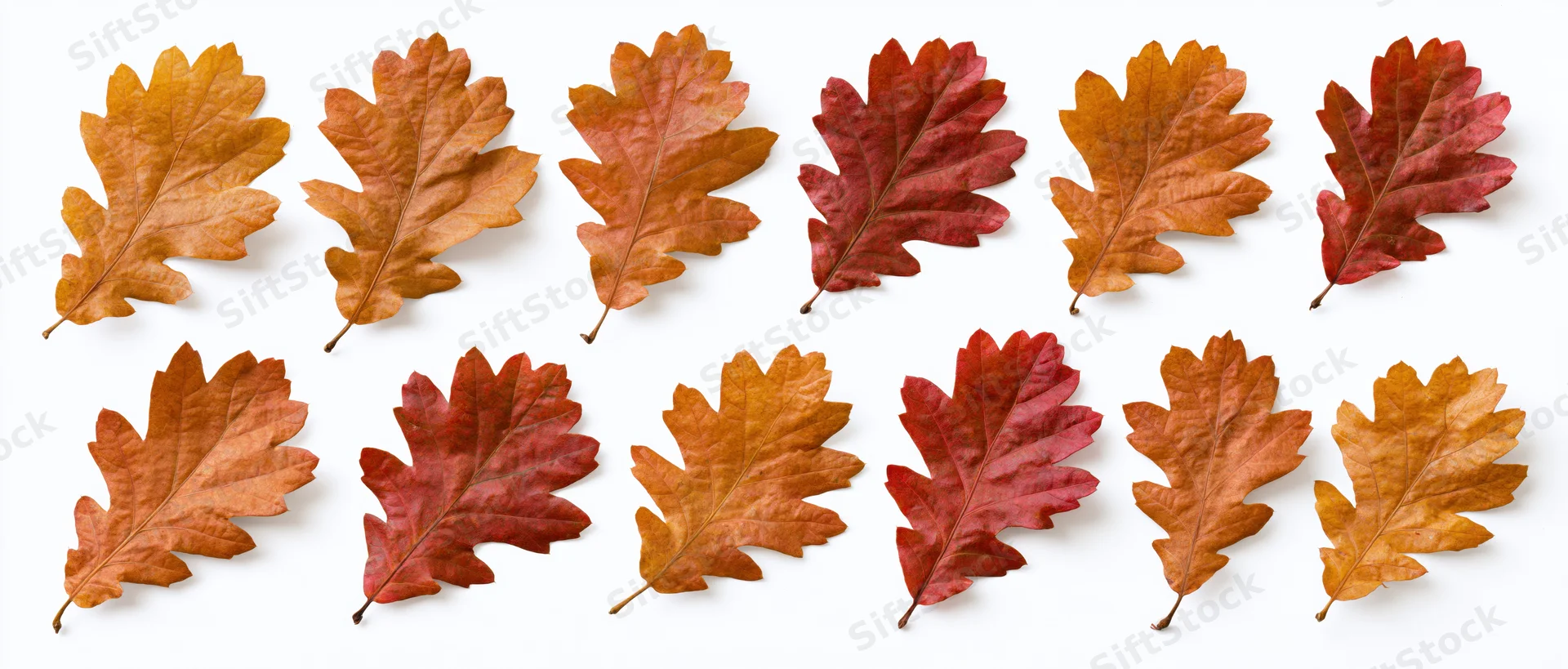Twelve autumn oak leaves arranged in a grid on a white background