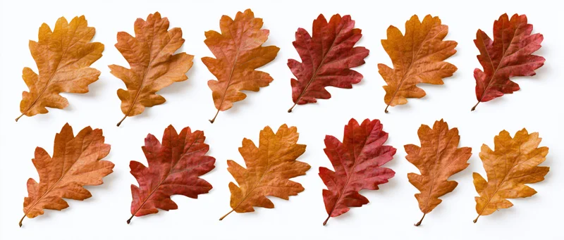 Twelve autumn oak leaves arranged in a grid on a white background