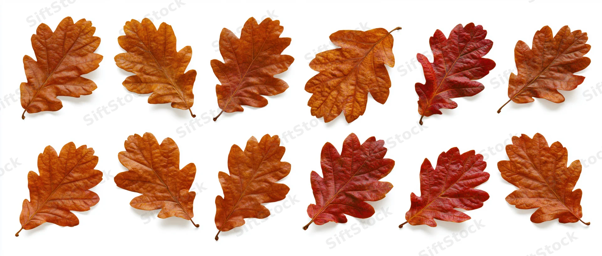 Twelve autumn oak leaves arranged in a grid on white background