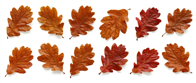 Twelve autumn oak leaves arranged in a grid on white background